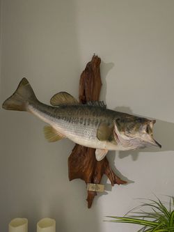 Largemouth Bass Taxidermy