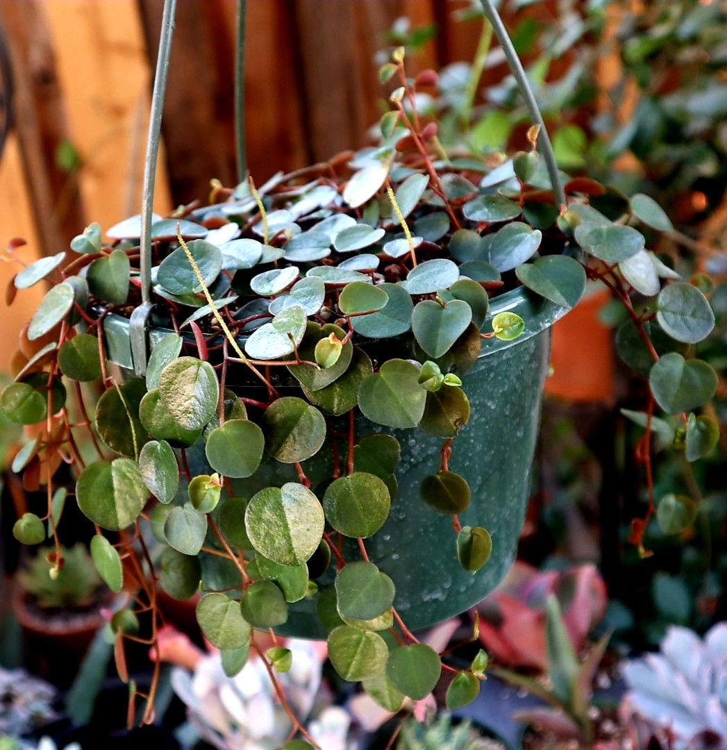 Ruby Cascade Succulent