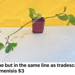 Plant Sale Moving 