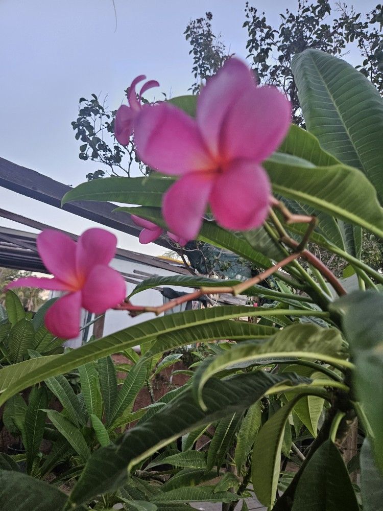 15 Gallons Plumerias
