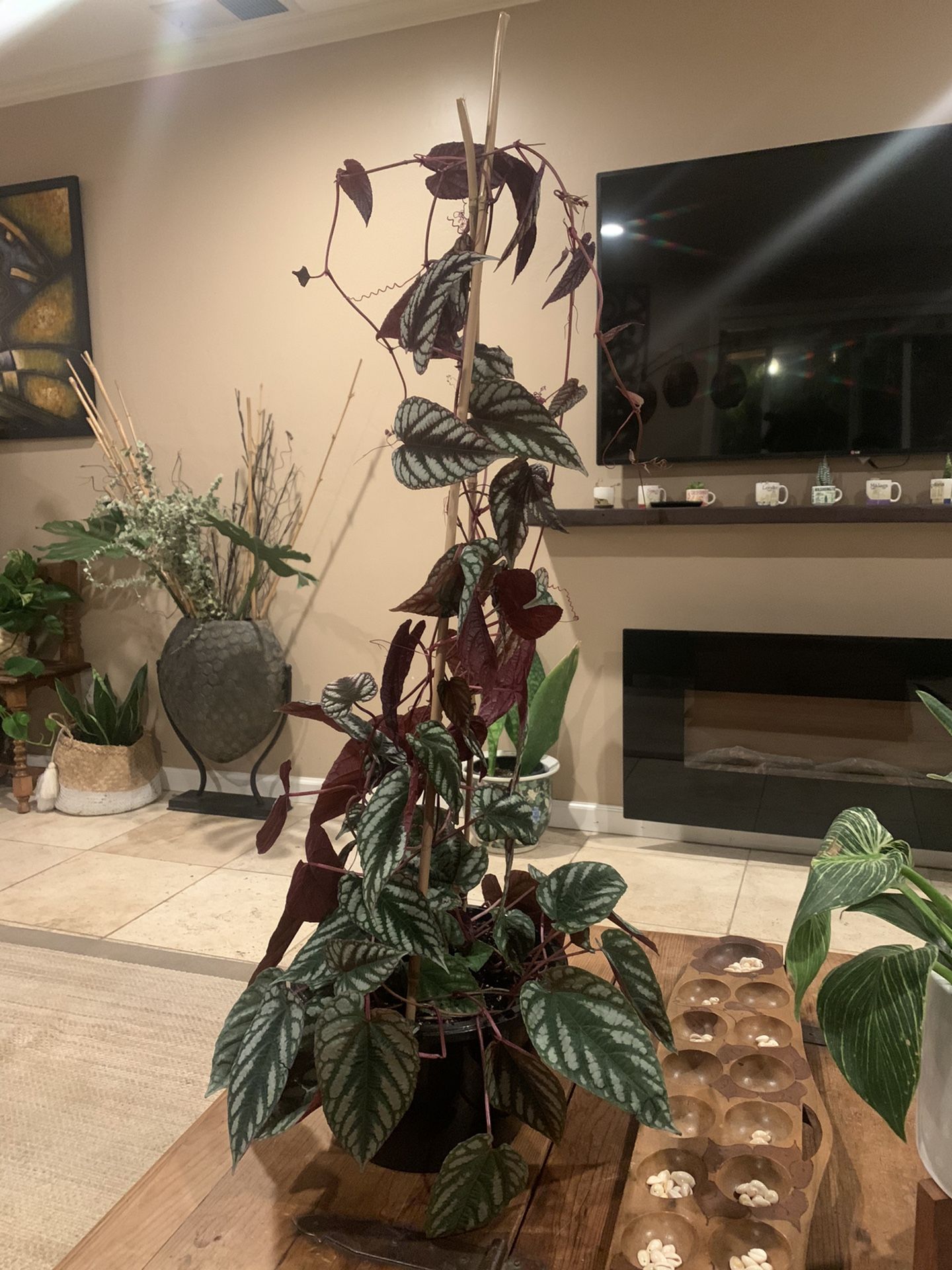 Cissus discolor trailing plant / rex begonia vine