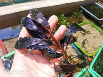Common To Rare Aquarium And Terrarium Plants