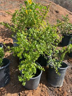 Jade plants