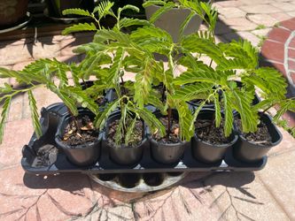 Tamarind Tree Seedlings