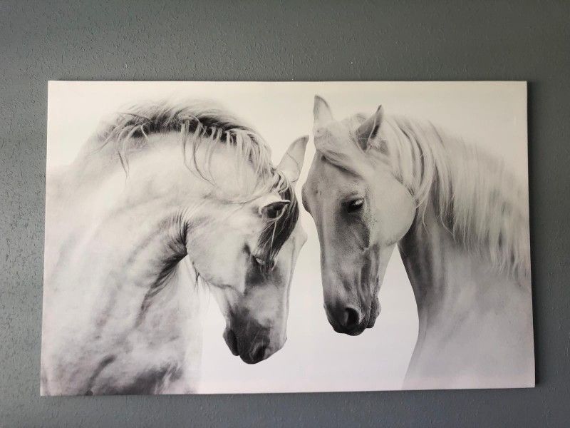 Beautiful Large Horse Canvas