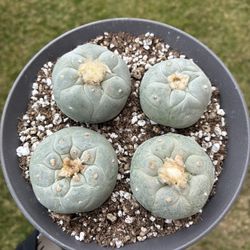 Seedling LW Cactus Plant 6 Inches Pot