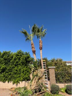 Palm tree