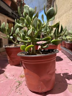 Succulents