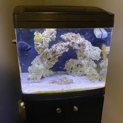 32 Gallon Biocube Saltwater Aquarium 
