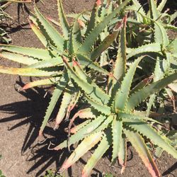 Aloe Plants 