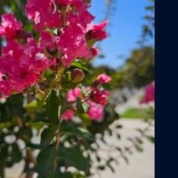 Is Asleep.  Perfect For Plant Jt.  Usually Blloms In Summer And Fall 