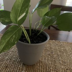 Nice plant for indoor!   Please!