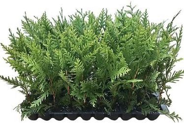 100 Pack Starter Trees 15”  tall Thuja Green Giant Fast growing privacy hedge Evergreen tree