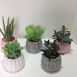 Succulents