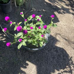Beautiful Purple Flower Plant I