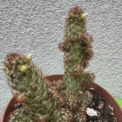Mammillaria Copper King Cactus Plant