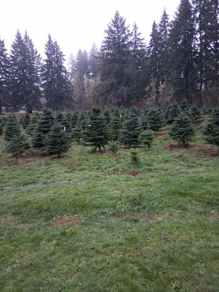 U Cut Christmas Trees 