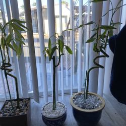 Three Bamboo Available Now