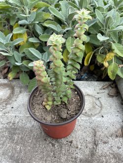 Variegated Crassula String of Buttons