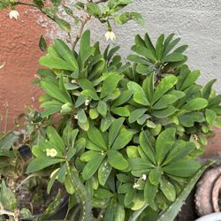 Corona De Espinas