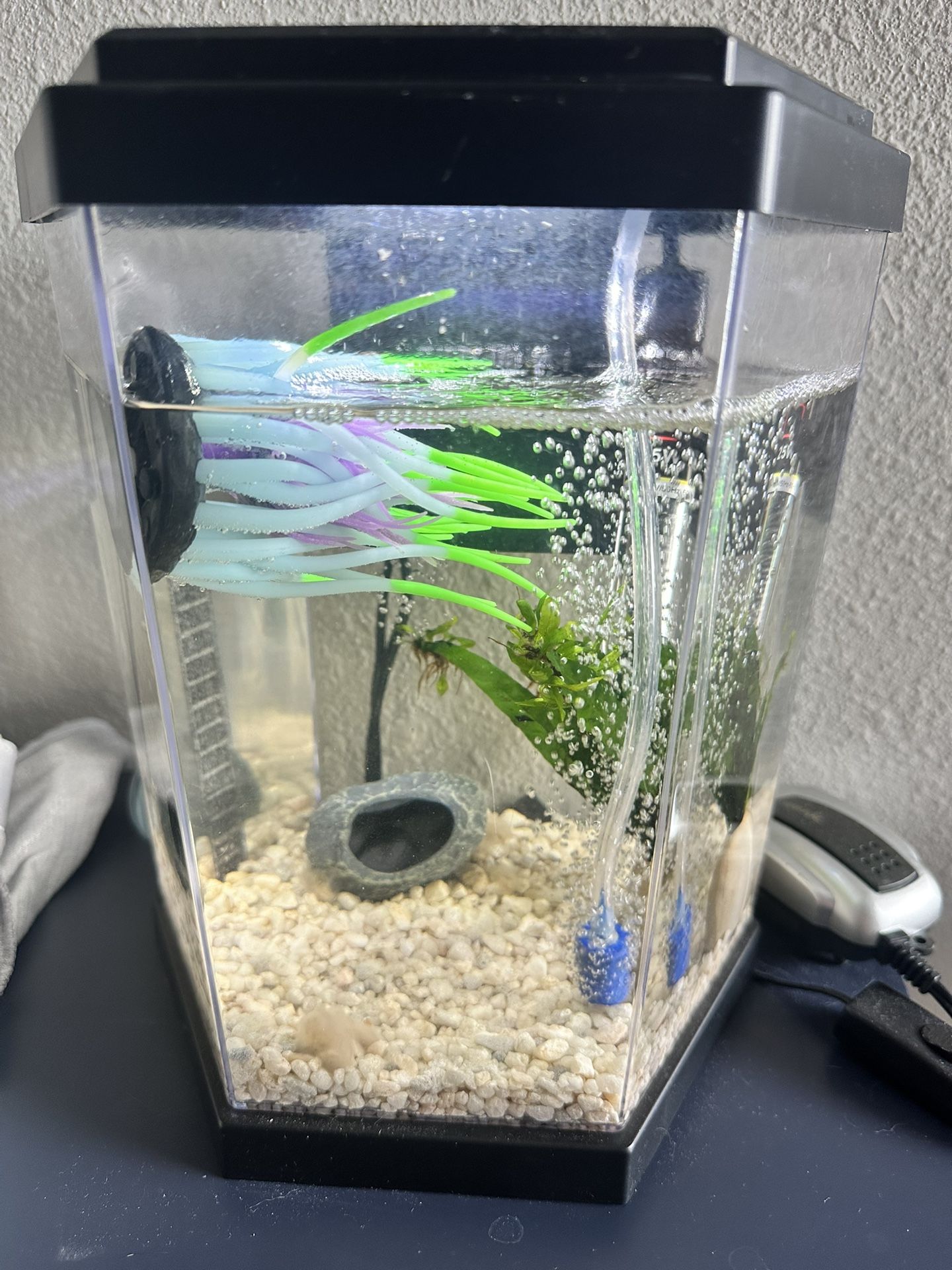 2 Gallon Fish Tank