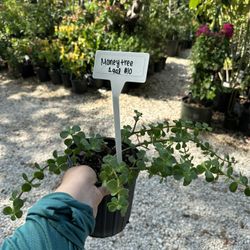 Portucalaria Afra/money Tree Plant