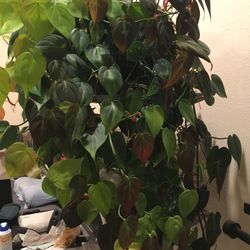 4 Types Of Philodendron In One Container