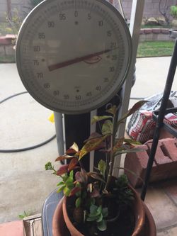 Scale
