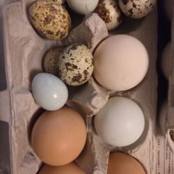  Free Range Chicken And Quail Eggs - Fertile / Hatching And Eating