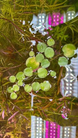 Tiger Stripe frogbit