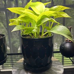 WANT COLOR???   NEON POTHOS!!!