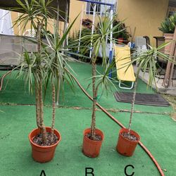 Dracena Palm Tree