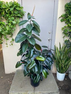 Ficus Elastica Burgundy Rubber Tree House Plant 10” Pot