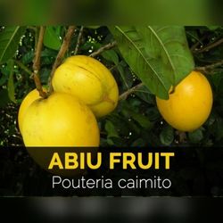 Abiu Trees 3gal Arboles De Caimito Pauteria Abiu En 3gal
