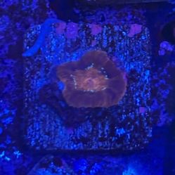 Red Aussie Acan Display Decor