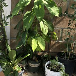 Avocado Tree 🥑