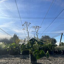 Leopard Plant