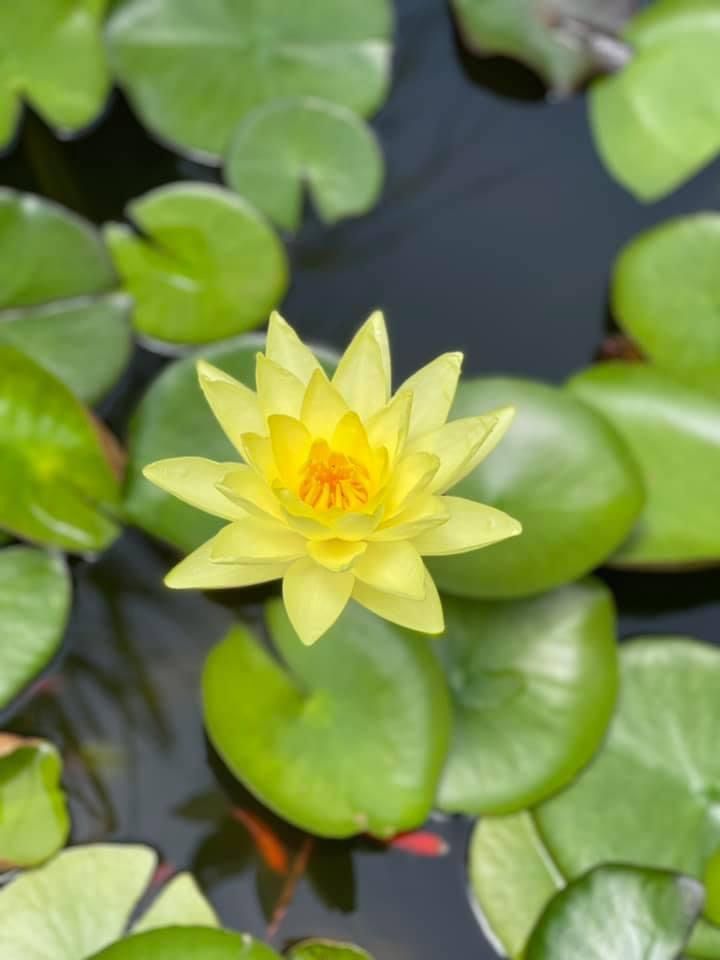 Water Lilies Locally Plants