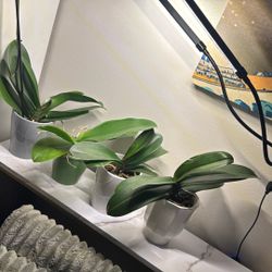 4 Healthy Orchid Plants In Ceramic Pots