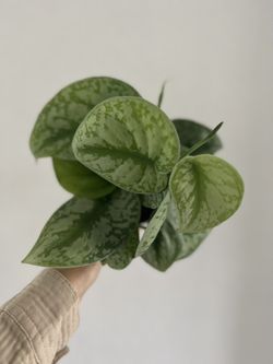 Scindapsus Pictus Exotica