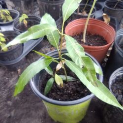 Two Stem Mango Plant