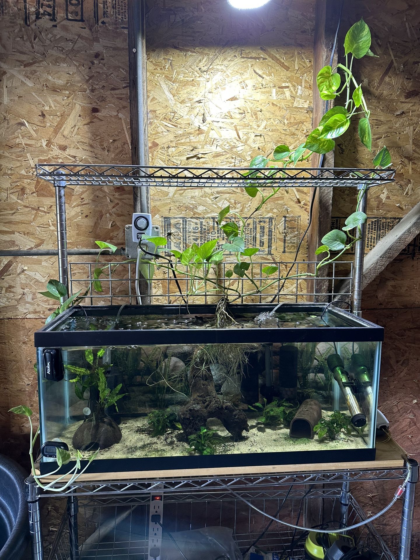 20 Gallon Aquarium