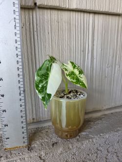 Variegated Alocasia Frydek Plant