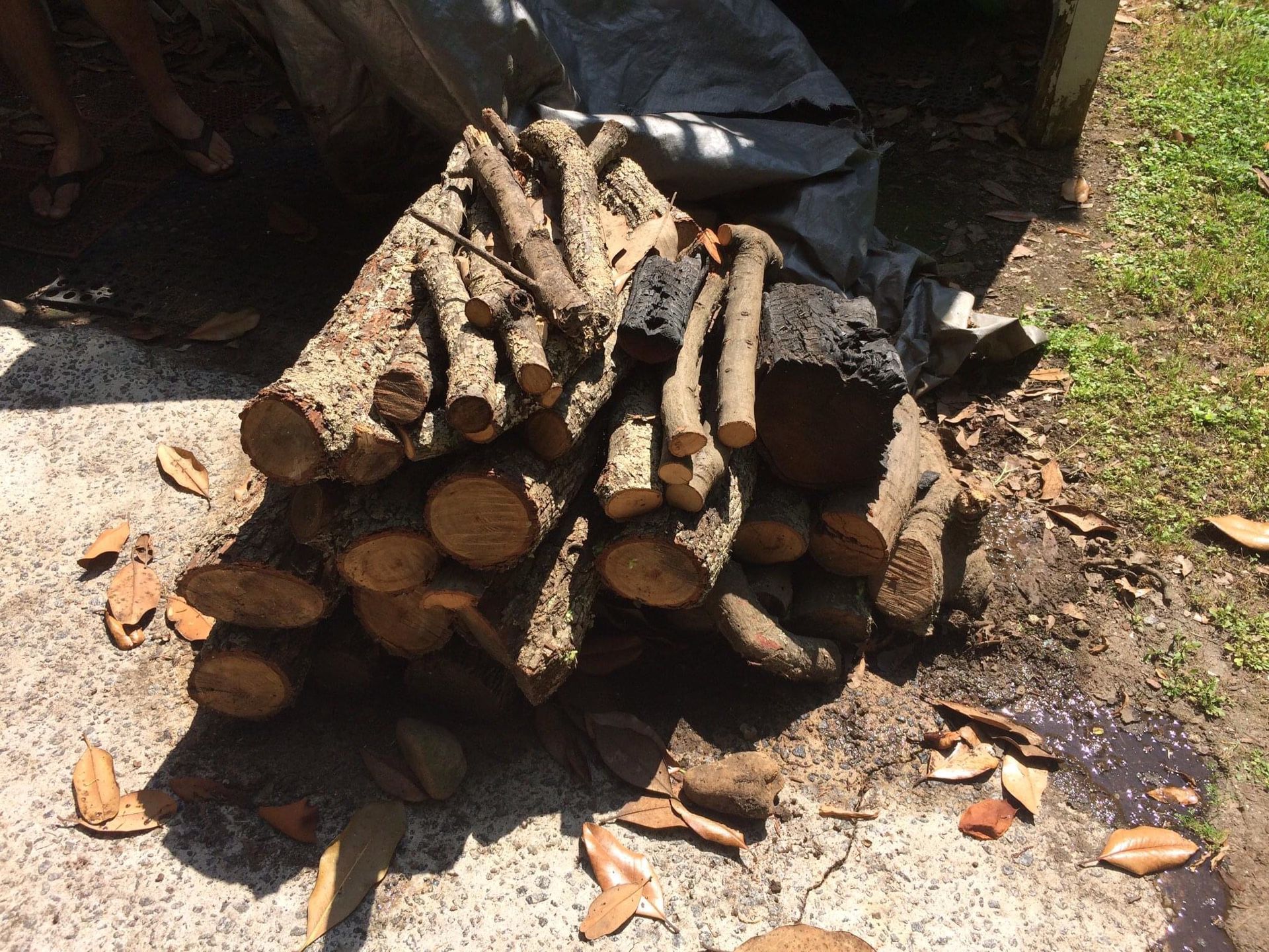 Free Pile of Firewood