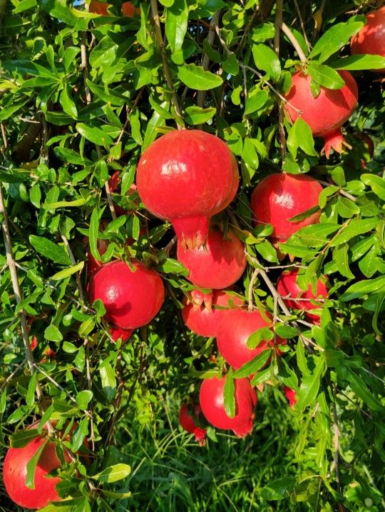 Pomegranate Tree