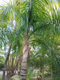 Queen King Palm Tree 7ct 13feet Overall  Thumbnail