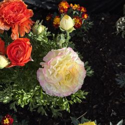 FREE COMPOST FOR PLANTS