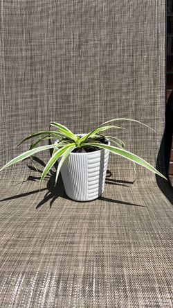 Spider plant