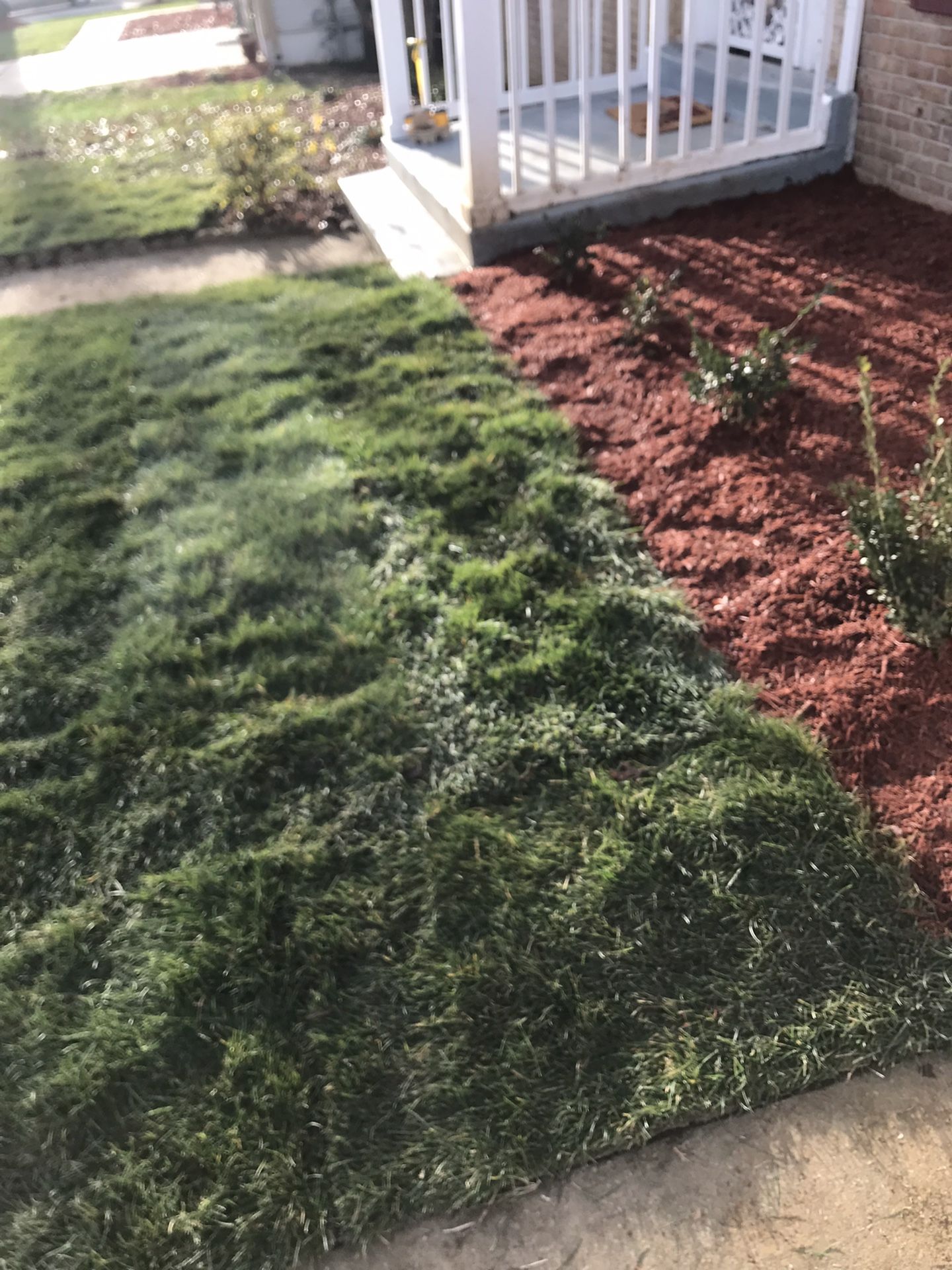 Fresh Sod Cut Every