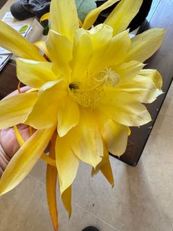 Large gold yellow flower epiphyllum cactus cutting